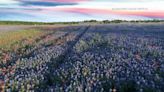 Ennis hosts annual bluebonnet festival as flowers reach peak bloom