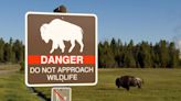 83-year-old South Carolina woman gored by bison in Yellowstone National Park suffers serious injuries