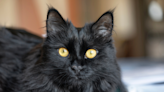 Beautiful Black Cat Returns Home 4 Years After He Went Missing