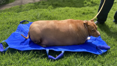紐西蘭狗狗胖到53KG 女主人不當飼養遭判刑2個月