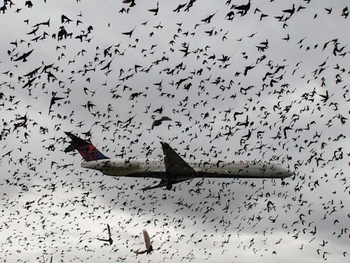This is what happens when a plane collides with a bird