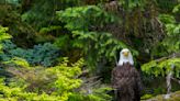 Biden moves to protect the Tongass, North America's largest rainforest, from logging and road building