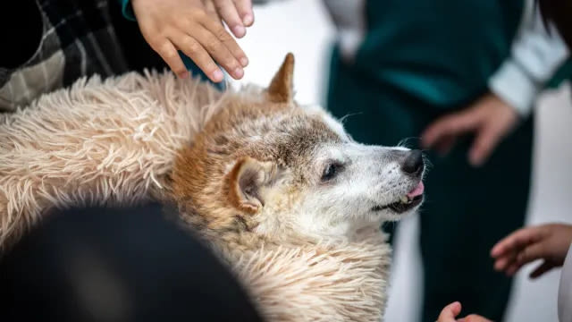 Dogecoin & Doge Meme Icon Shiba Inu ‘Kabosu’ Dies at 18