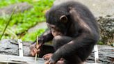 Chimps continue learning tool use even as adults, study finds