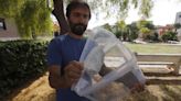 El plan piloto de esterilización de mosquito tigre probado en la Ribera se exporta a València, Castellón, Torrent, Paterna y Sagunt