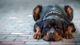Rottweiler’s Sadness Over Not Getting Pets From Stangers Is Heartbreaking