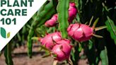 How to Grow Dragon Fruit at Home