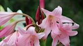 How to Grow and Care for Crinum Lily Like a Pro