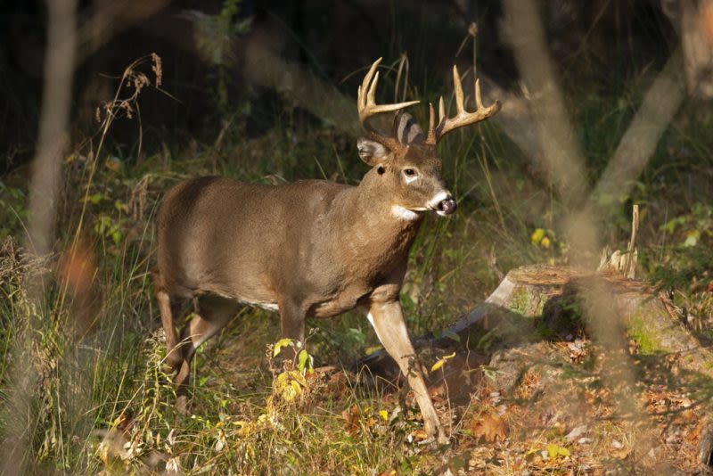 Syracuse formally announces deer culling plans, adds new method