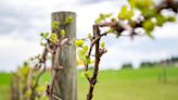 Spotted lanternflies pose a major threat to vineyards. Centre County wineries are on alert