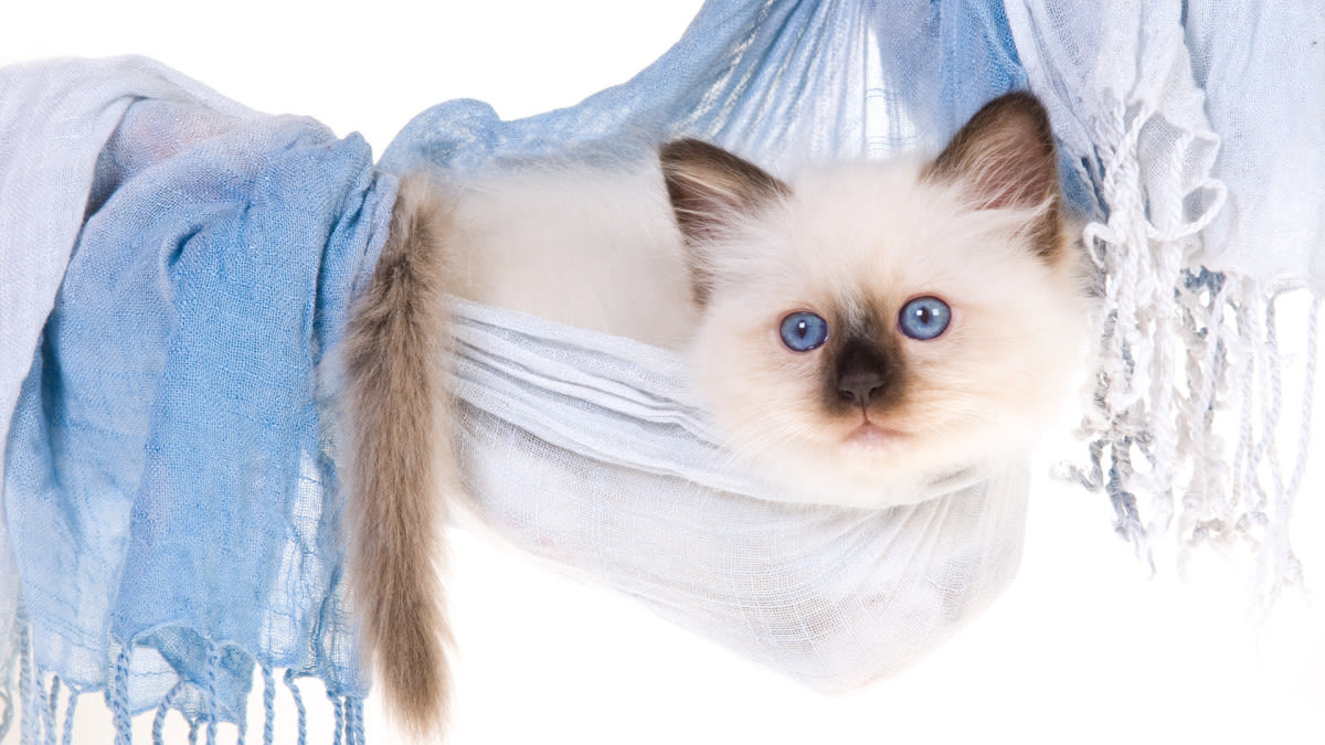 Maine Coon Cat Swinging From Chandelier Gives 'Cirque de Soleil' Vibes