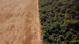 Deforestation in Brazil's Amazon rises in March