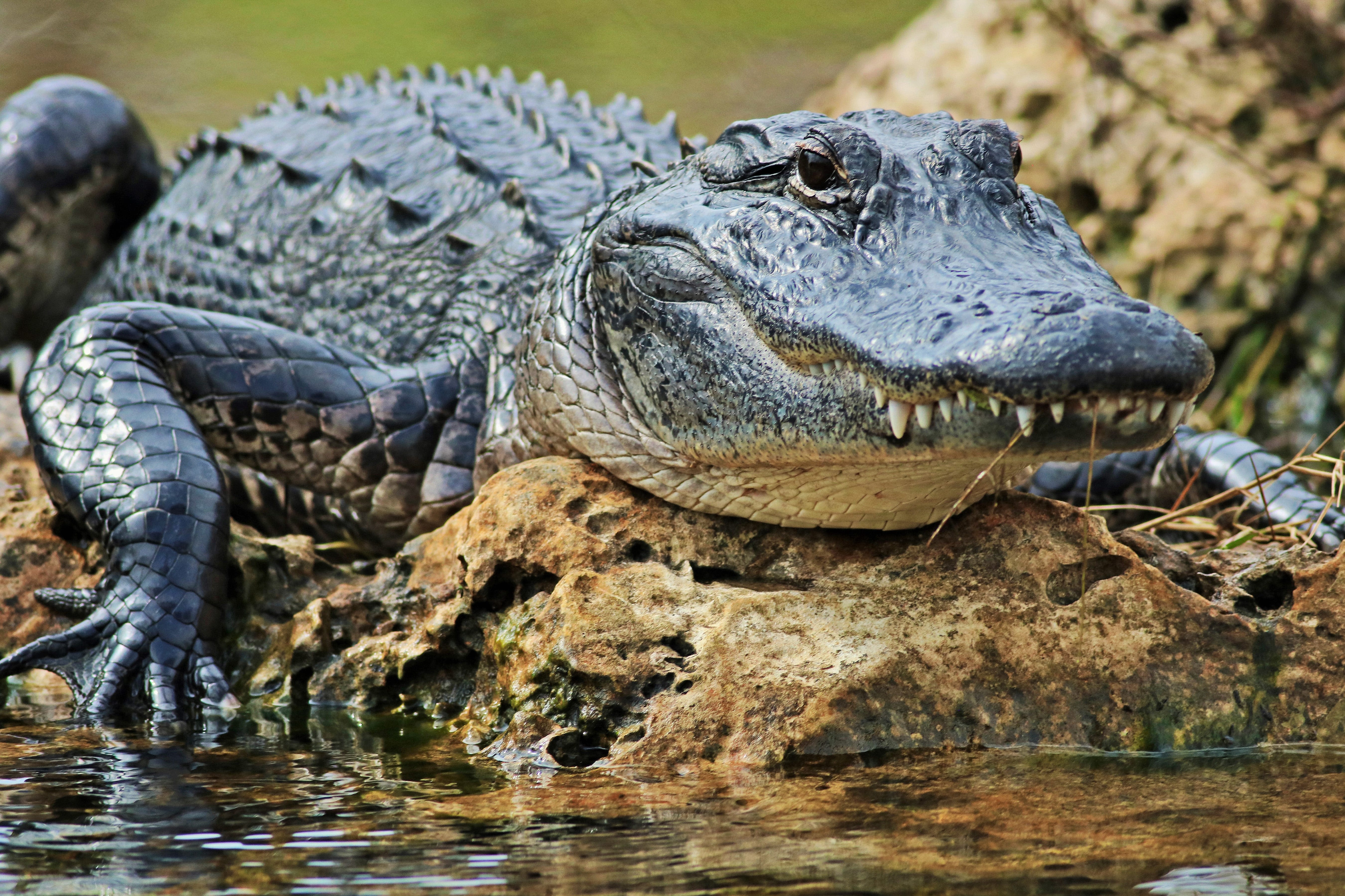 Gators in Mississippi: How common are alligator bites in MS? How to avoid them