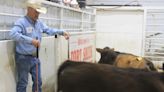 Fort Smith Stockyards sales steady as prices rise