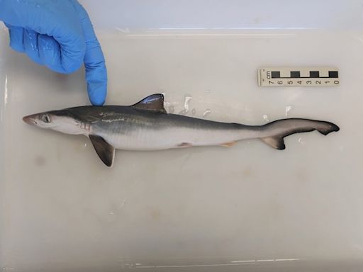 Detectan tiburones intoxicados con cocaína "por primera vez en el mundo" en Brasil