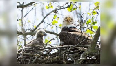 Names given to 2 new eaglets Carillon Park