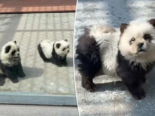 Zoogoers outraged to discover ‘panda’ exhibit was actually dogs dyed black and white