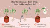 How to Identify and Eliminate Tiny White Bugs in Houseplant Soil