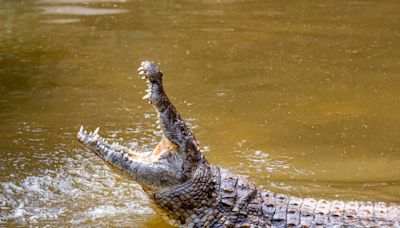 Widow Recalls Husband’s Heroic Final Act Before Crocodile Attack