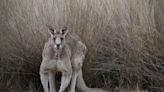 Australian Dog Owner Fights Off Kangaroo Who Was Trying to Drown His Dog