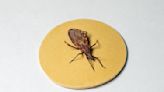 Doença de Chagas: como é transmitida, como deve ser tratada e o que fazer para evitar