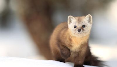 Plan to reintroduce American martens to Pennsylvania postponed indefinitely