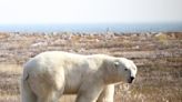 Polar bears at risk of starvation amid longer ice-free seasons, study says