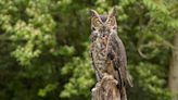 3 beloved great horned owls living in Lincoln Park die in a month: 'It's a really tragic end'