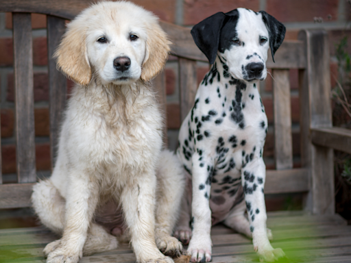 Golden and Dalmatian Have Real-Life ‘Lady and the Tramp’ Moment in Adorable Clip