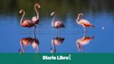 Exitosa participación de República Dominicana en el "Gran Día Mundial de las Aves 2024"