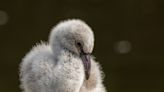 Flight Attendant Meets Flamingo Chicks She Helped Rescue on Flight to Seattle