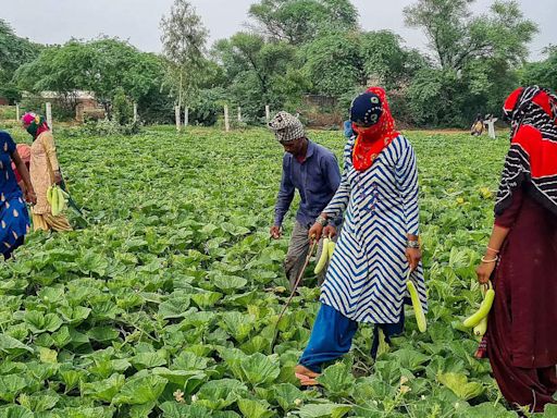 Maharashtra sees 1,267 farmer suicides since Jan this year; Amravati division worst hit