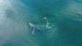 Whale rescued after being "hog-tied" to 300-pound crab pot off Alaska