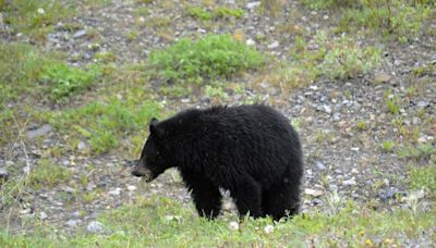 Beyond Local: 'It was game over' for brazen black bear seeking campers' food in Kananaskis Country