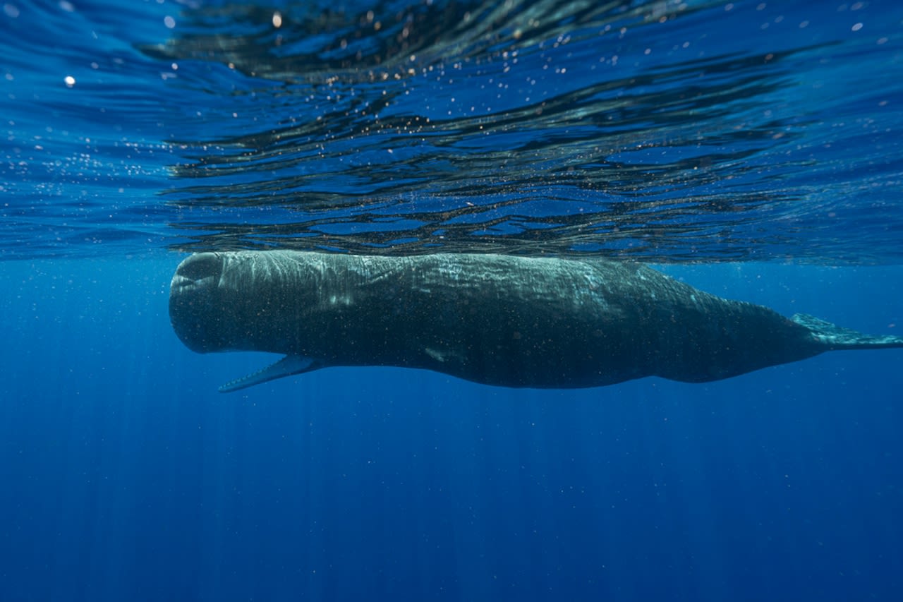 The secrets to how these whales talk, uncovered by scientists