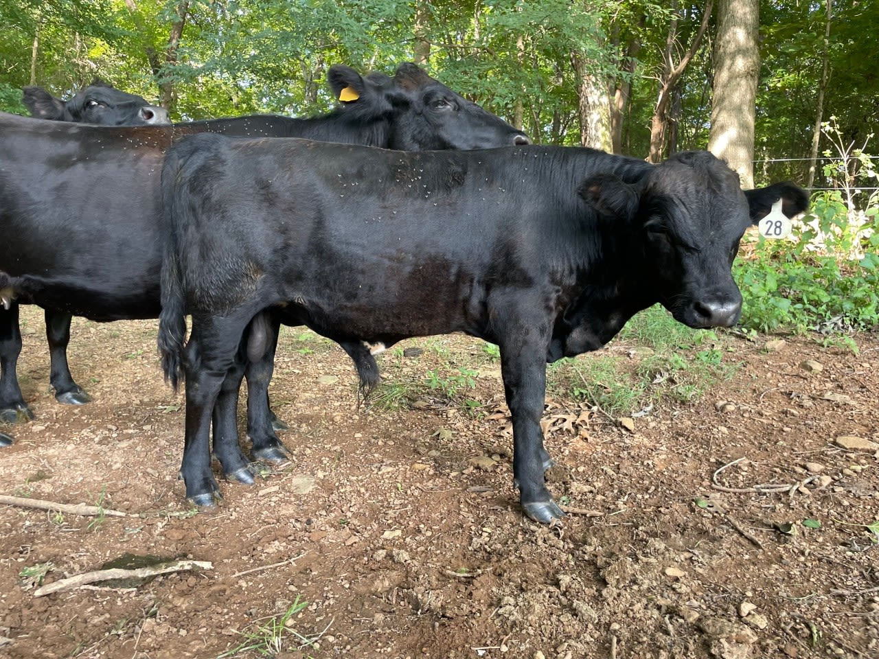 On the mooove. Bull on the loose in the Triangle area, have you seen him?