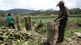 Productores de maíz reabren circulación en Sinaloa