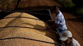 Exportação de milho e trigo do Brasil caminha para recorde em 2022, aponta Anec