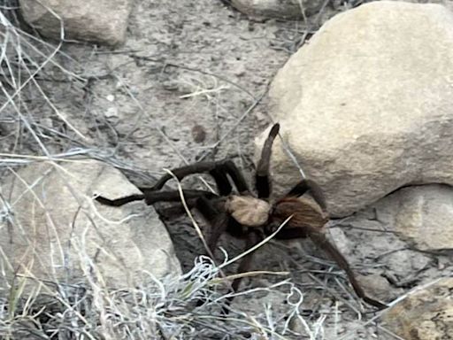 In This US Town, Spider Lovers Gather To See Male Tarantulas Searching For Mates - News18