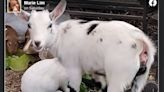 Have you seen Tonka? This baby goat was snatched from Florida farm, surveillance video shows