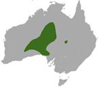Southern marsupial mole