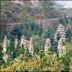 Bosque de pagodas del monasterio de Shaolin