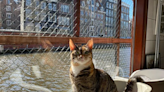 De Poezenboot: el santuario flotante de gatos que cautivó a Ámsterdam y al mundo