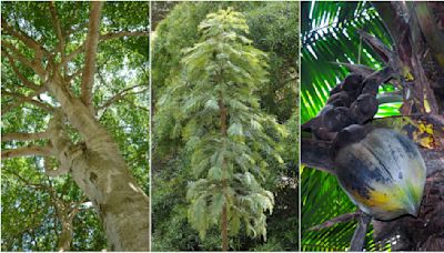 3 remarkable trees: A living fossil, a deadly canopy, and the world's biggest seeds that were once mounted in gold by royals