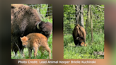 Wildlife Prairie Park welcomes new bison calf