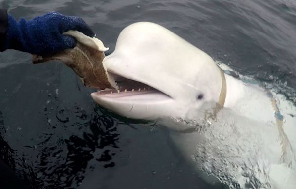 Beluga Whale Alleged to be a Russian ‘Spy’ May Have Been Killed by Gunshot Wounds, Animal Rights Groups Say