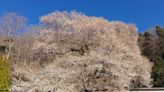 全台最老櫻王高齡數字曝光！觀霧山莊雪白霧社櫻花海大景