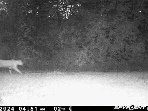 Official says security cam photo taken in northern Ont. appears to be a cougar