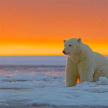 2932x2932 Resolution polar bear, alaska, snow Ipad Pro Retina Display ...
