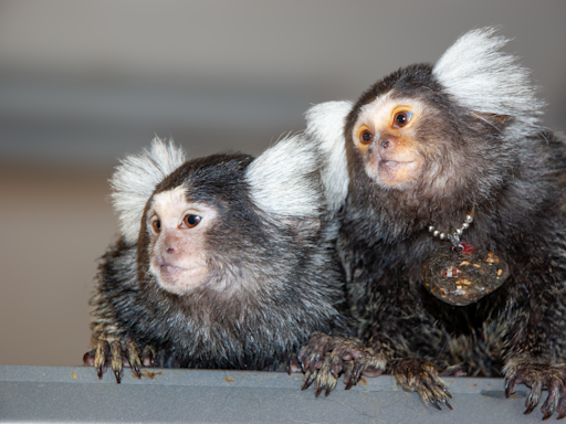 Call me maybe? Marmosets use names to communicate with each other, study says